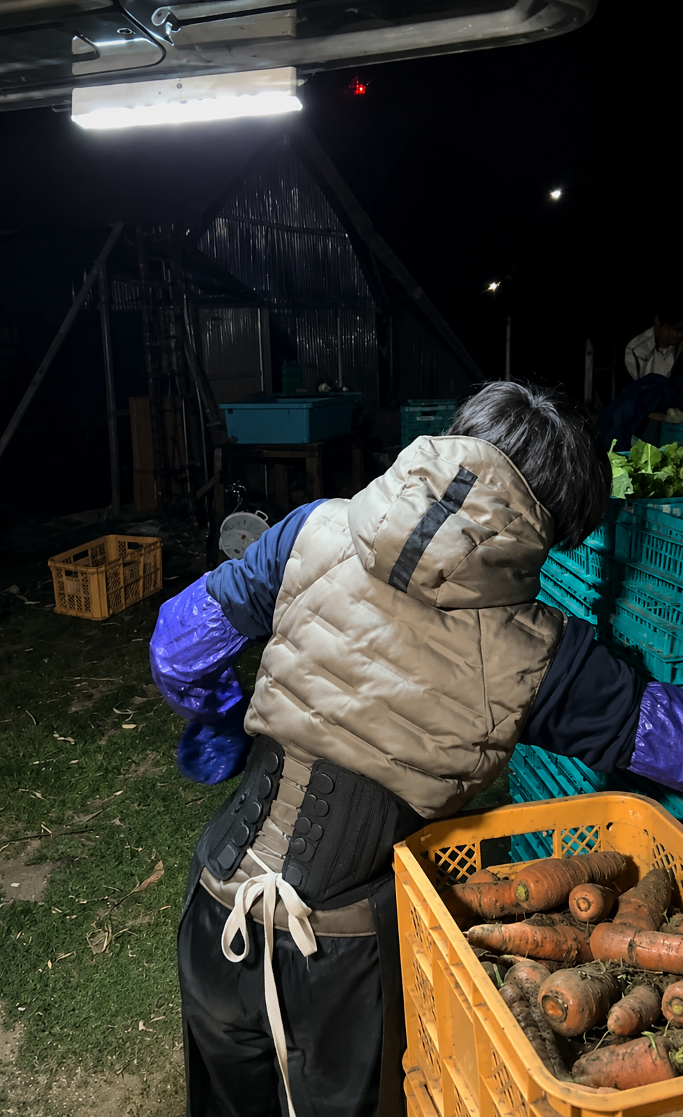 重たい収穫作業も腰をしっかりサポート。